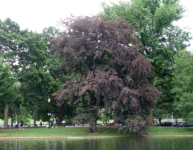 The Public Garden in Boston, July 2011