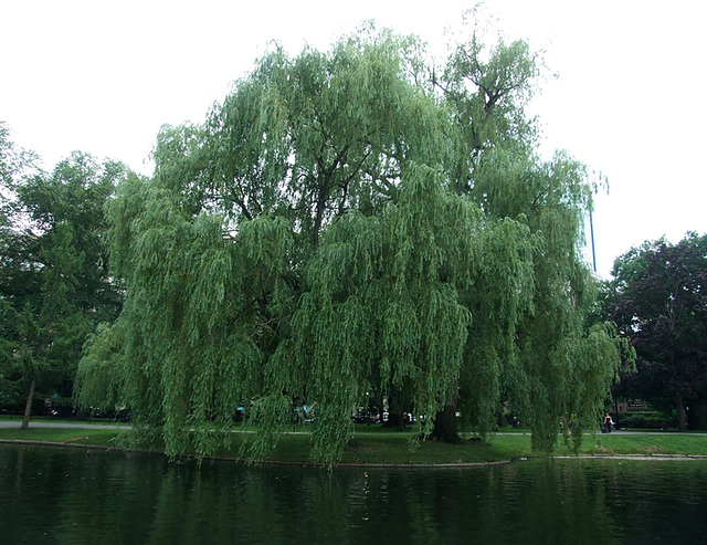 The Public Garden in Boston, July 2011