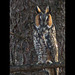 Long-eared Owl