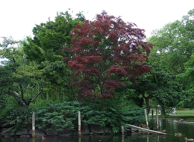 The Public Garden in Boston, July 2011