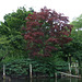 The Public Garden in Boston, July 2011