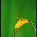 Masdevallia Harvest Moon