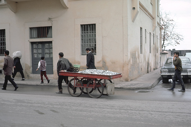 Samsun sardines,  in 1970 (095)