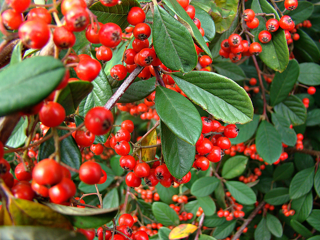 Berries