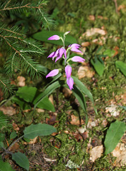 Cephalanthera rubra - Céphalanthère rouge - Orchidaceae