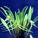 Masdevallia pumila