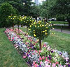 The Public Garden in Boston, July 2011
