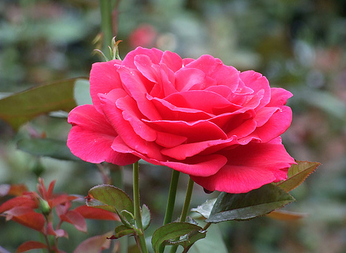 Rose in the Public Garden in Boston, July 2011