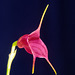 Masdevallia Claret Chalice