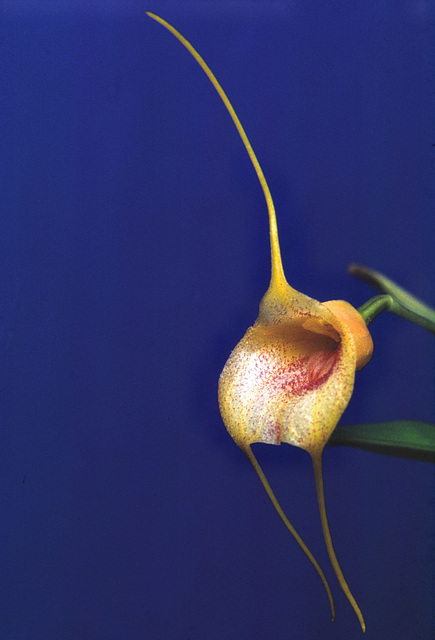 Masdevallia Gremlin 'Ryan'