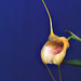 Masdevallia Gremlin 'Ryan'