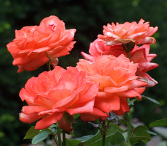 Roses in the Public Garden in Boston, July 2011