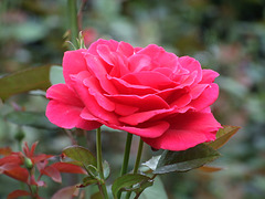 Rose in the Public Garden in Boston, July 2011