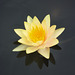 Waterlily #4