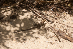 DSC07380-1