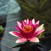 Waterlily #3