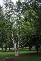 The Public Garden in Boston, July 2011