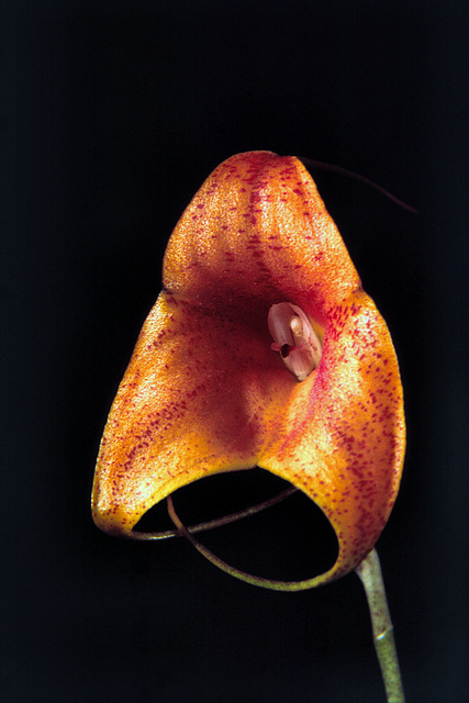 Masdevallia Kimballiana