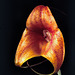 Masdevallia Kimballiana