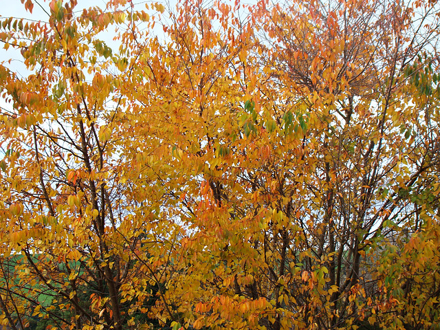 Our tree in Autumn