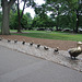 Duckling Sculpture in the Public Garden in Boston, July 2011