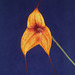 Masdevallia Copper Angel