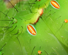 Indian moon moth (Actias selene) caterpillar spiracles