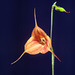 Masdevallia Doris