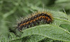 Garden Tiger moth (Arctia caja) caterpillar
