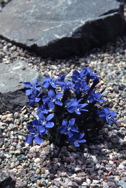 Gentian