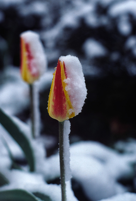 Late Snow and Tulips