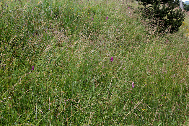 Station à Anacamptis pyramidalis (2)