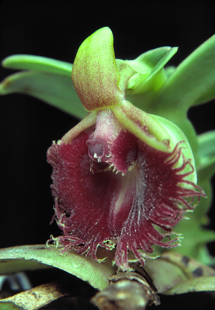 Neolehmannia medusae