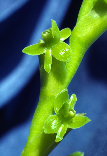 Epidendrum rigidum