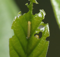Brimstone (Gonepteryx rhamni) caterpillars