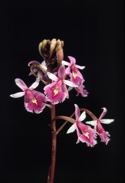 Epidendrum haematanthum