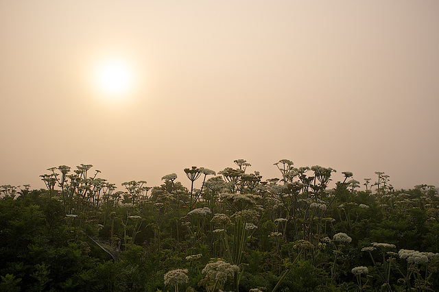 Misty morning sun