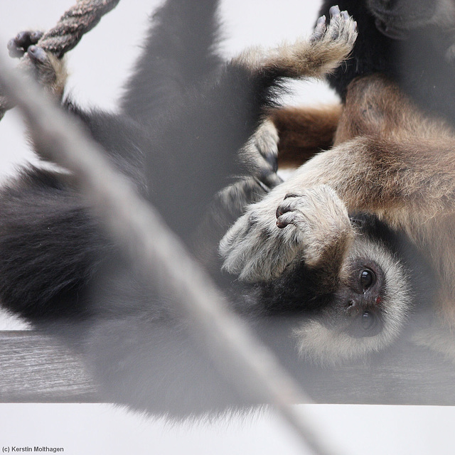 Gibbonkind Manis (Wilhelma)