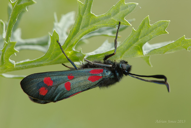 Six Spot Burnet Moth