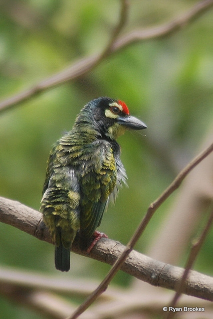 20080404-0154 Coppersmith barbet