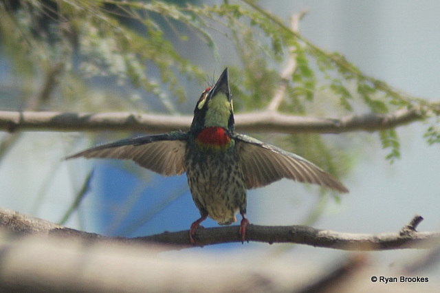 20080404-0163 Coppersmith barbet