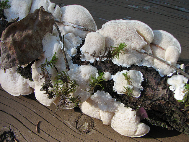 Fungi covered log