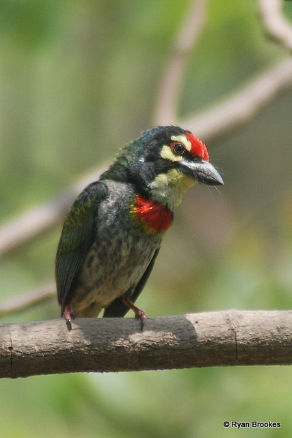 20080404-0173 Coppersmith barbet