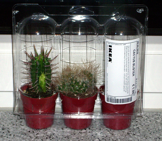 IKEA - 3 cacti