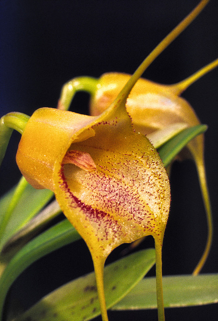 Masdevallia Gremlin 'Ryan'