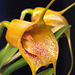 Masdevallia Gremlin 'Ryan'