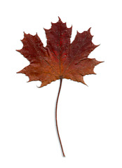 Maple Leaf