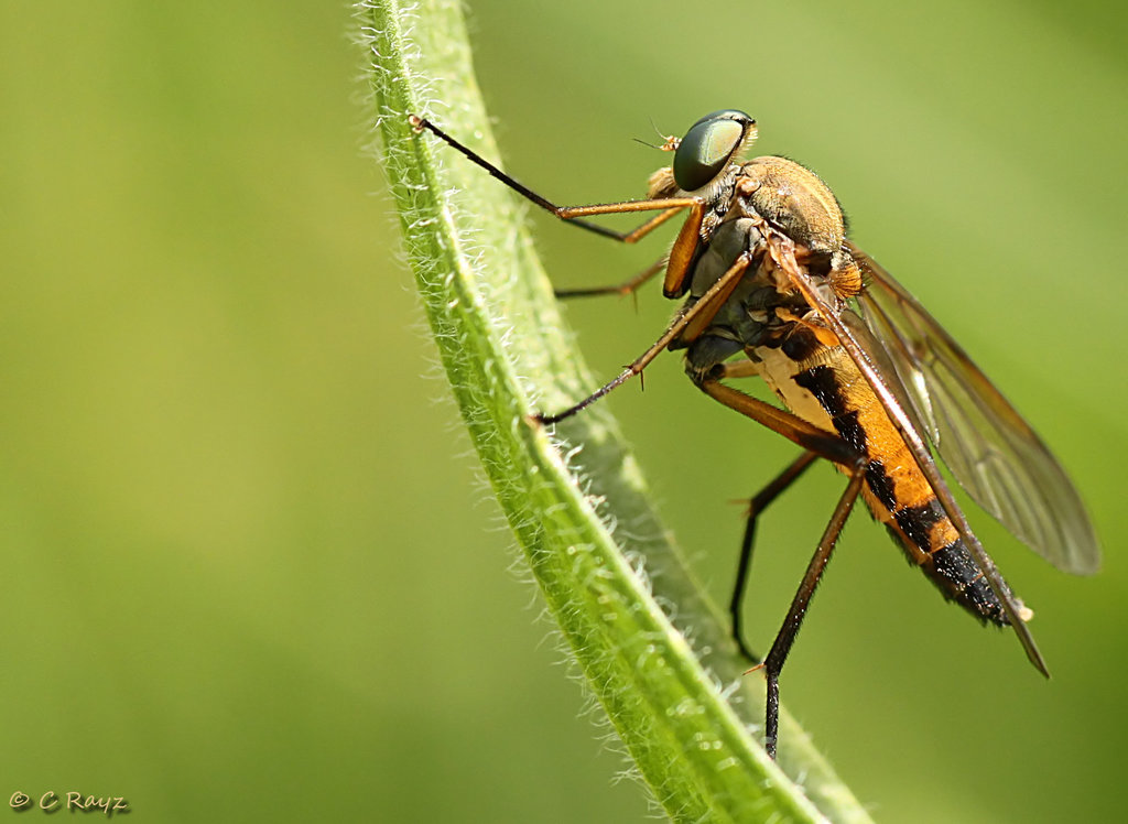 Marsh Snipefly