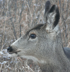 Mule Deer