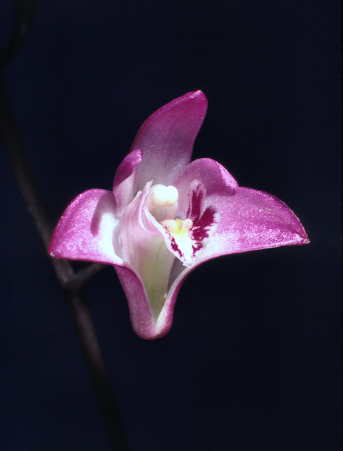 Dendrobium kingianum